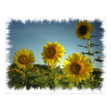 Postal orgánica del girasol del jardín