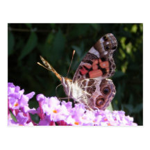 Postal orgullosa del ~ de la mariposa