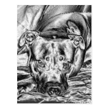 Postal pensativa del pitbull