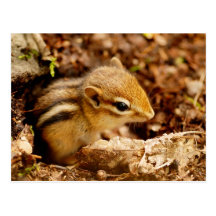 Postal pequeñita adorable del Chipmunk del bebé