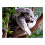 Postal perezosa de la koala