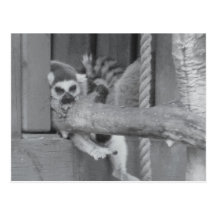 Postal perezosa del Lemur