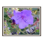 Postal púrpura de la flor