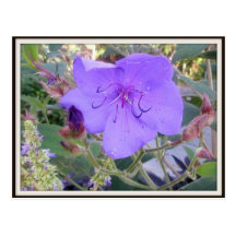 Postal púrpura de la flor