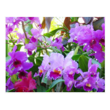 Postal púrpura de la flor de los lirios