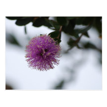 Postal púrpura de la flor del soplo