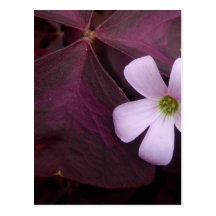 Postal púrpura de la flor del trébol de la hoja
