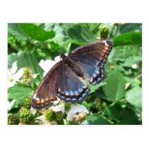 Postal púrpura del ~ de la mariposa