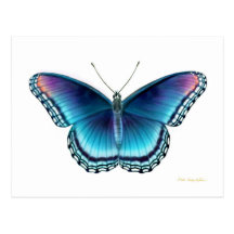 Postal púrpura manchada rojo de la mariposa