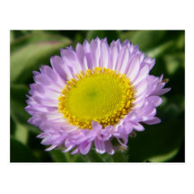 Postal púrpura preciosa de la flor