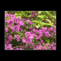 Postal púrpura tropical del Bougainvillea tarjetas postales