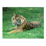 Postal que se sienta del tigre de las rayas negras