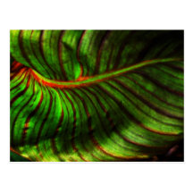 Postal rayada de la hoja de Canna