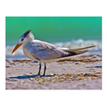 Postal real del pájaro de la golondrina de mar