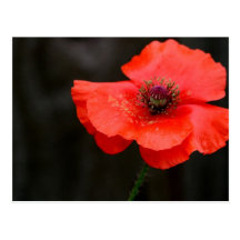 Postal roja brillante de la amapola