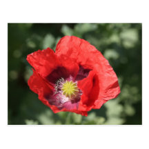 Postal roja de la amapola