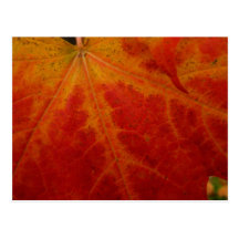Postal roja de la hoja de arce