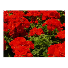 Postal roja de los geranios