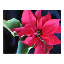 Postal roja del Poinsettia