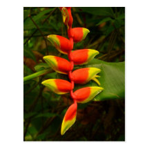 Postal roja y amarilla de la flor de Heliconia