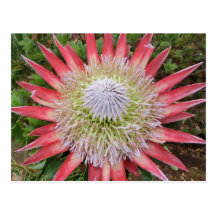 Postal rosada de Hawaii de la planta floreciente d
