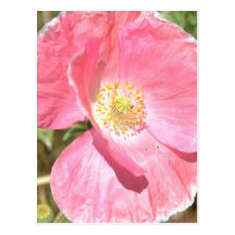 Postal rosada de la amapola de la elegancia