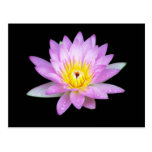 Postal rosada de la flor de Lotus