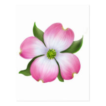 Postal rosada de la flor del Dogwood