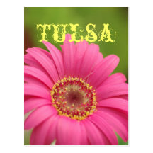 Postal rosada de la margarita del Gerbera de "Tuls