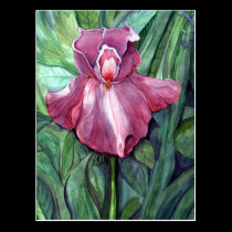 Postal rosada del iris tarjetas postales
