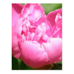 Postal rosada del Peony