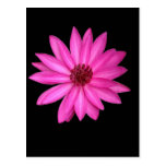 Postal rosada púrpura violeta de la flor de Lotus