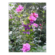 Postal rosada y púrpura del ~ del arbusto