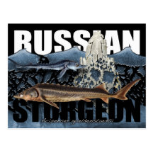Postal rusa del esturión