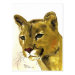 Frente