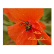 Postal salvaje de la amapola de la mosca de la lib