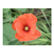 Postal salvaje de la flor de la amapola