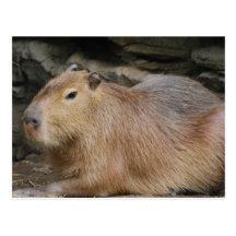 Postal salvaje del Capybara