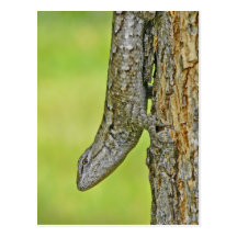 Postal septentrional del lagarto de cerca