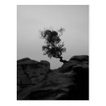 Postal solitaria del árbol