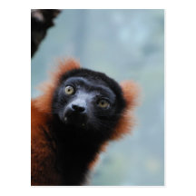Postal superada rojo del Lemur