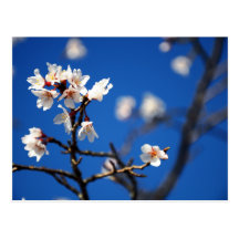 Postal suprema de las flores de cerezo