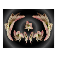 Postal torcida del ~ del Amaryllis 2