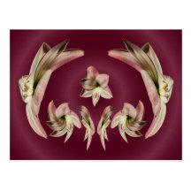 Postal torcida del ~ del Amaryllis 4