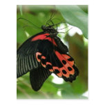 Postal tropical de la mariposa