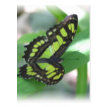 Postal verde de la mariposa