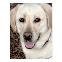 Postales amarillas/blancas del labrador retriever