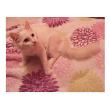 postales blancas del gatito
