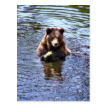 Postales de la fotografía del oso de Brown