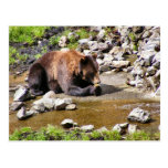 Postales de la fotografía del oso de Brown